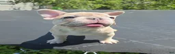 French Bulldog dogs for sale: Kona - Ad 4