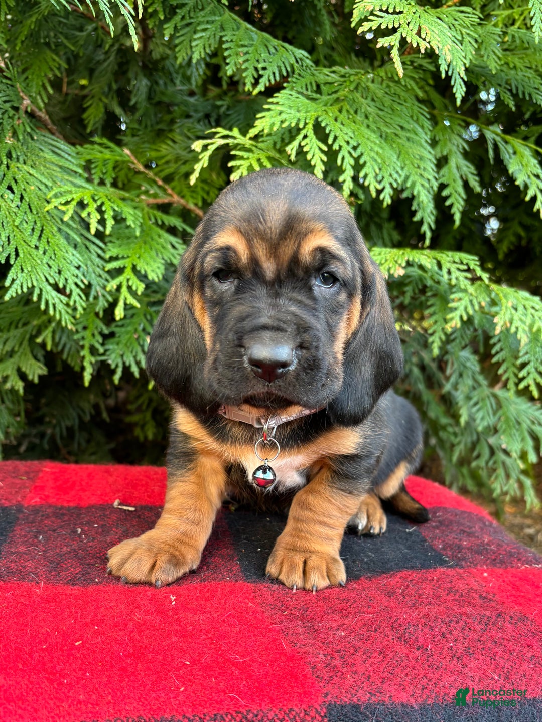 Basset Hound dogs for sale: Buddy - Ad 4