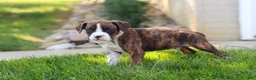 Boxer dogs for sale: Leo - Ad 7