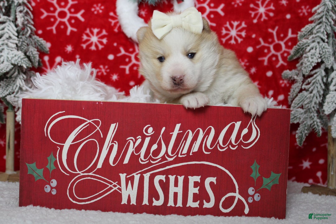 Pomsky dogs for sale: Shasta  - Ad 5