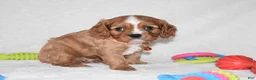 Cavalier King Charles Spaniel dogs for sale: Piper - Ad 5