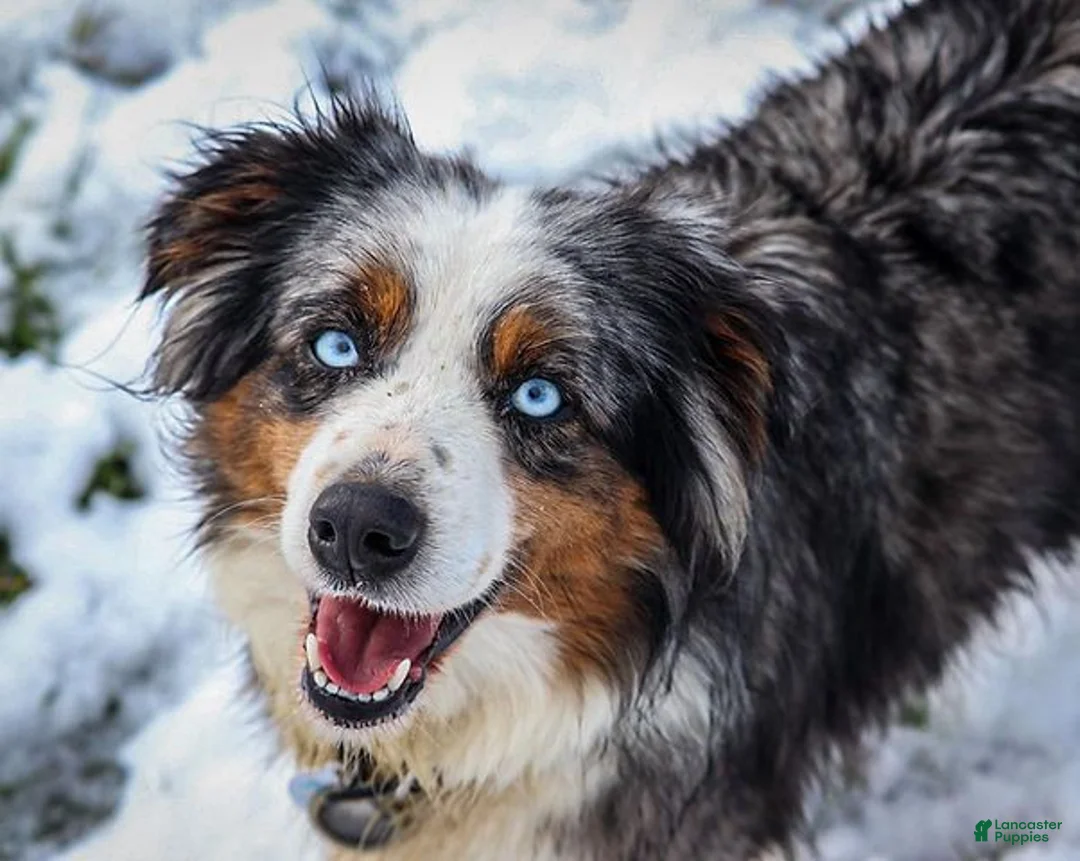 Miniature Australian Shepherd dogs for sale: Dill - Ad 2