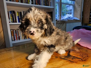 Mixed Breed dogs Skylar - Ad 23