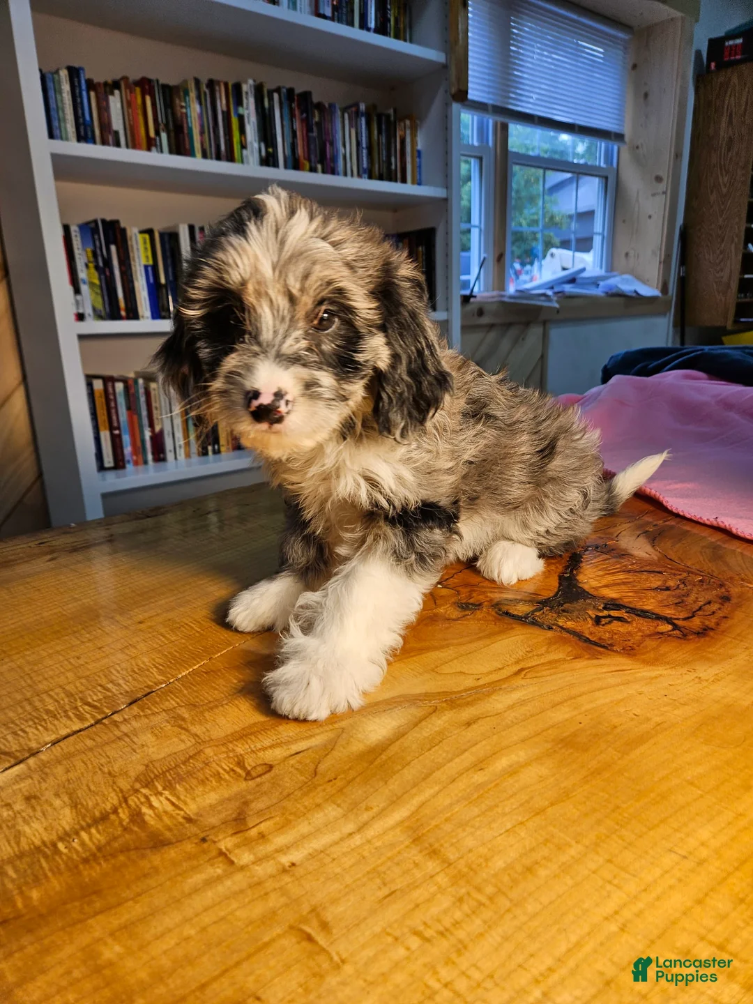Mixed Breed dogs for sale: Skylar - Ad 1