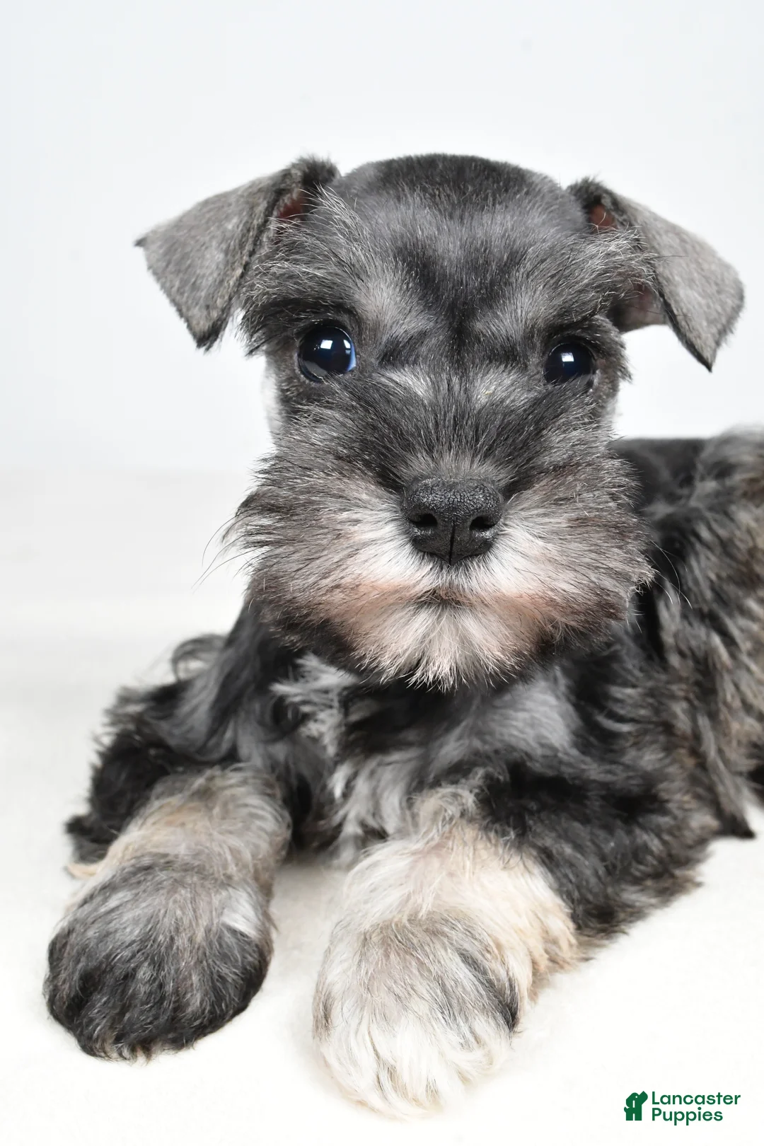 Miniature Schnauzer dogs for sale: Cindi - Ad 8