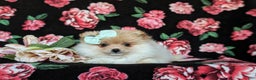 Pomeranian dogs for sale: Dustee - Ad 5