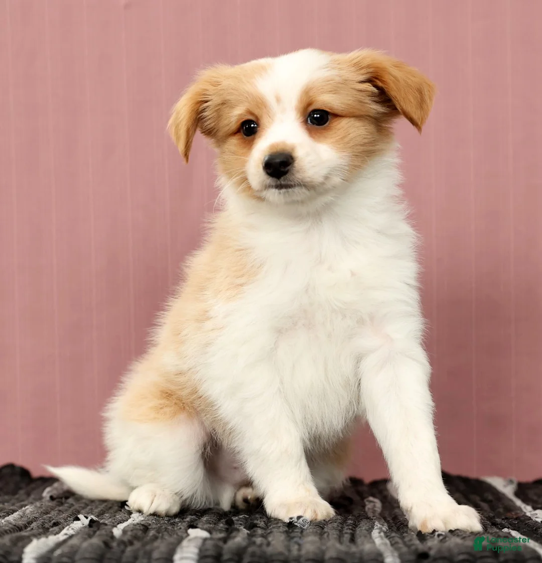 Papillon dogs for sale: Munro - Ad 7