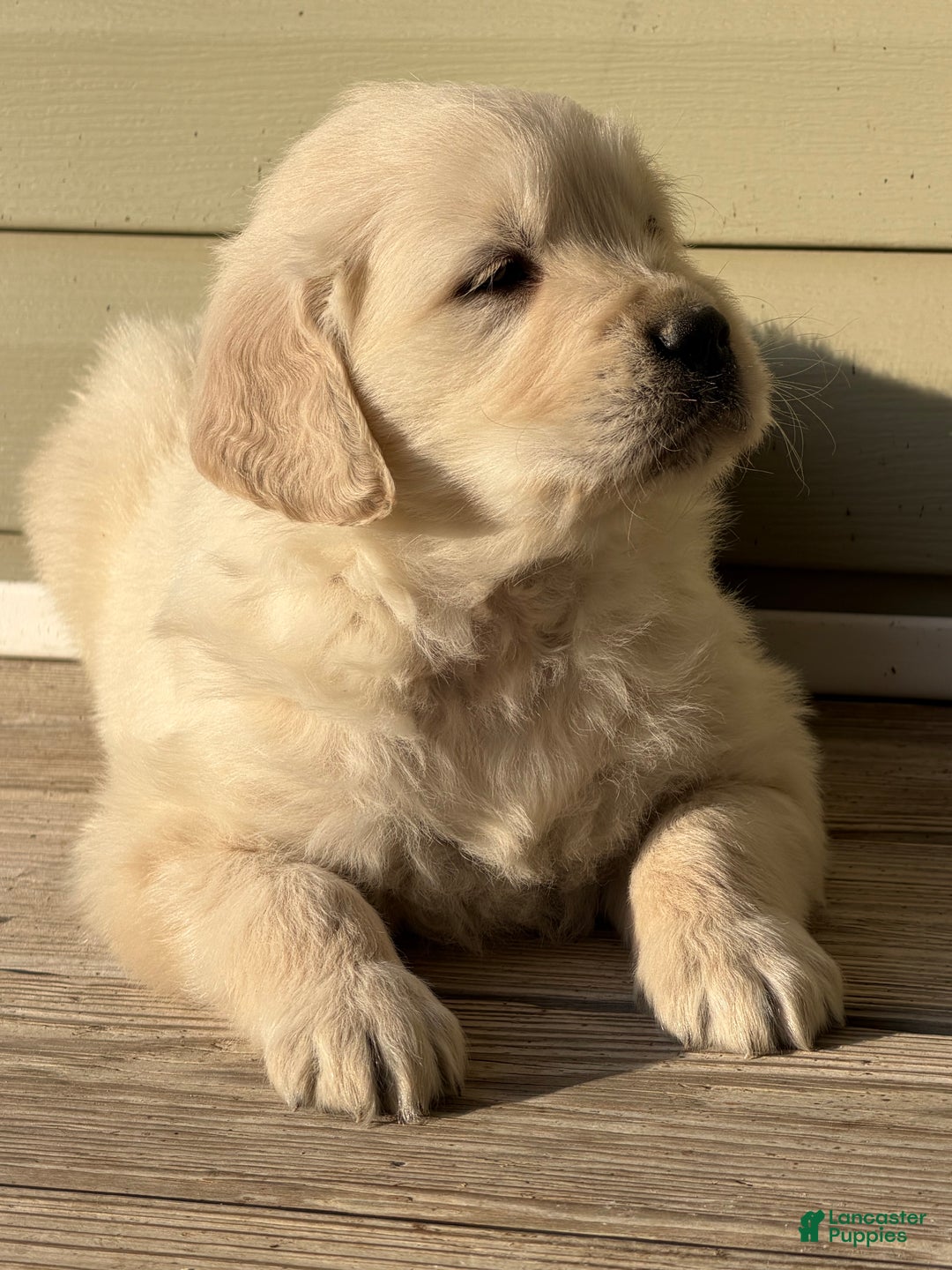 Golden Retriever dogs for sale: Dustin - Ad 3