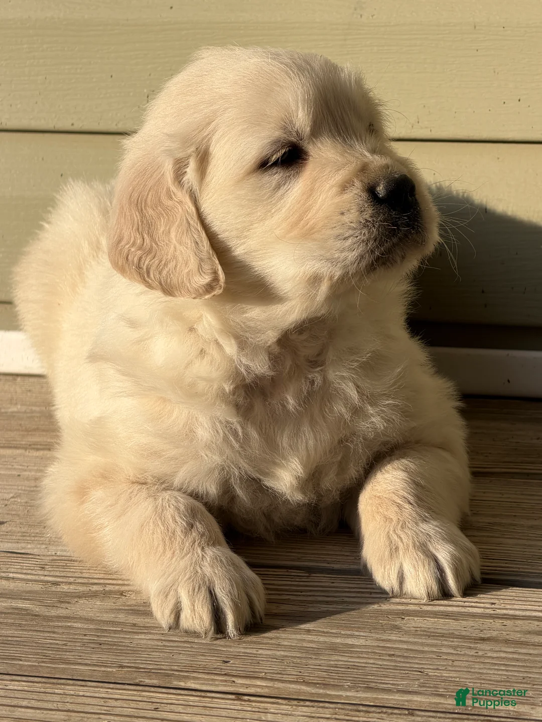 Golden Retriever dogs for sale: Dustin - Ad 3