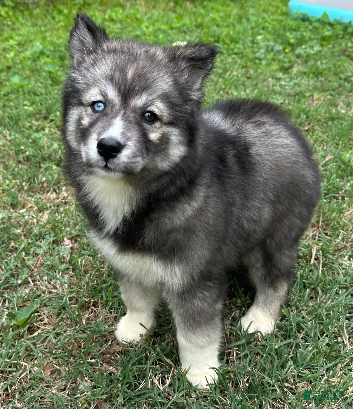 Siberian Husky dogs Charlotte - Ad 11