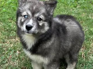 Siberian Husky dogs Charlotte - Ad 32