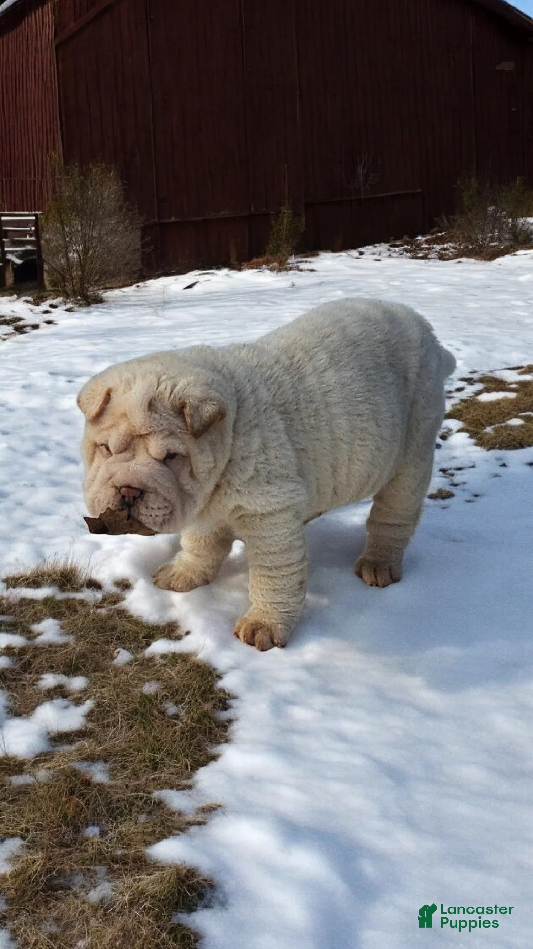 Shar Pei dogs for sale: Blizzard mini - Ad 28