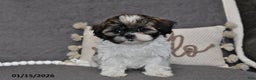 Shih Tzu dogs for sale: Cassie   - Ad 2