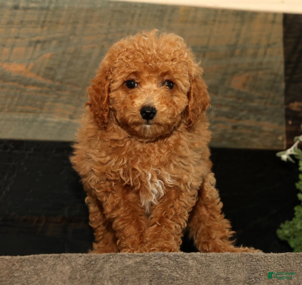 Miniature Poodle dogs Layla - Ad 2