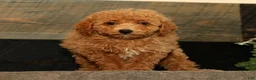 Miniature Poodle dogs for sale: Layla - Ad 2