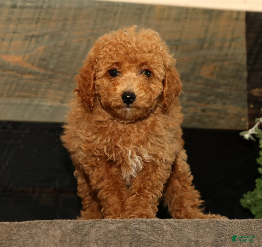 Miniature Poodle dogs for sale: Layla - Ad 2