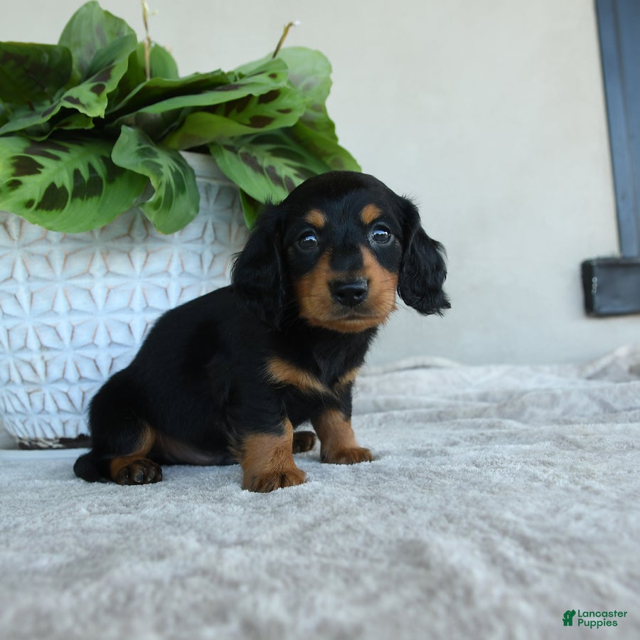 Dachshund dogs Winston - Ad 2