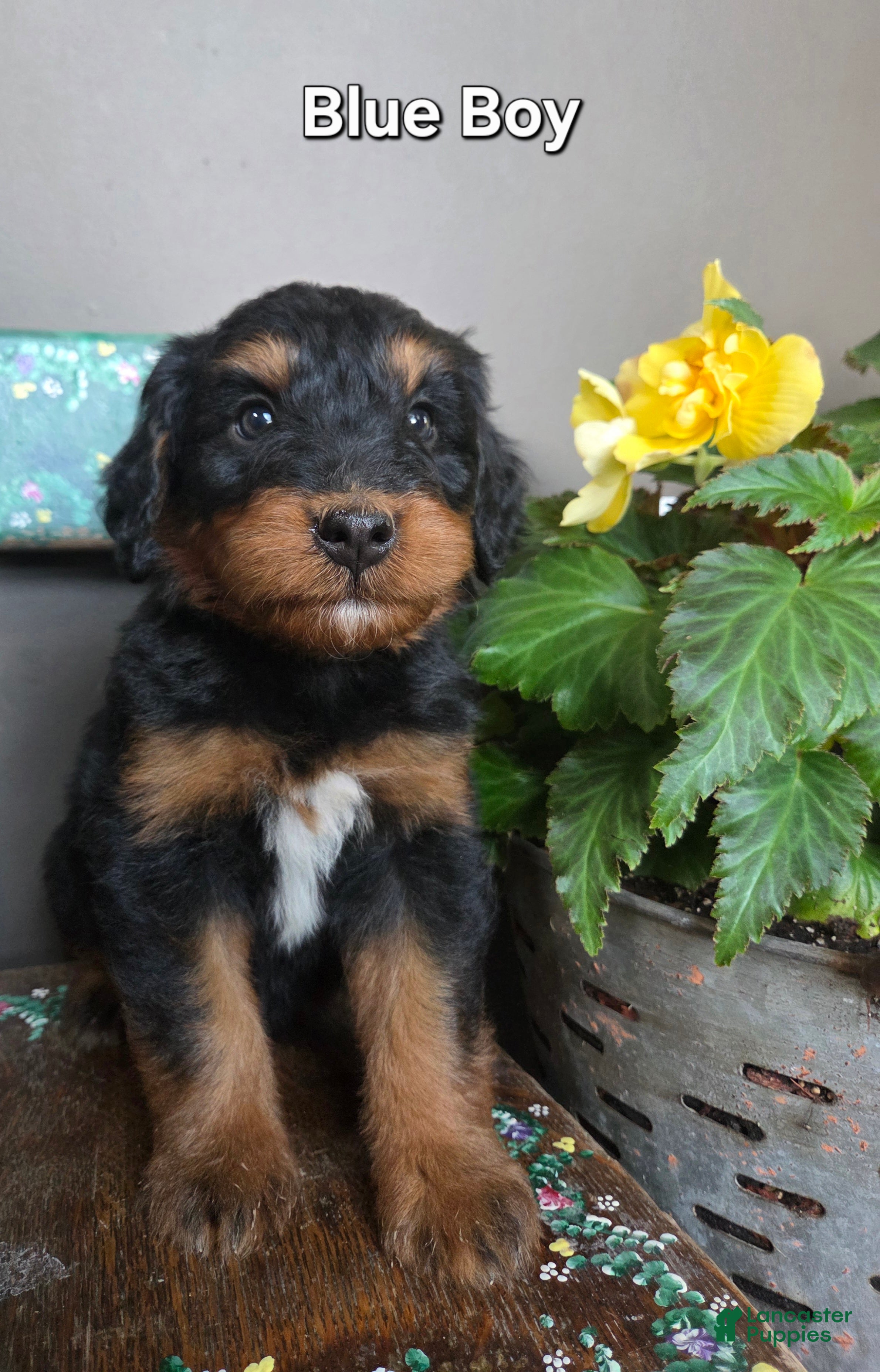 Bernedoodle dogs Blue boy  - Ad 2