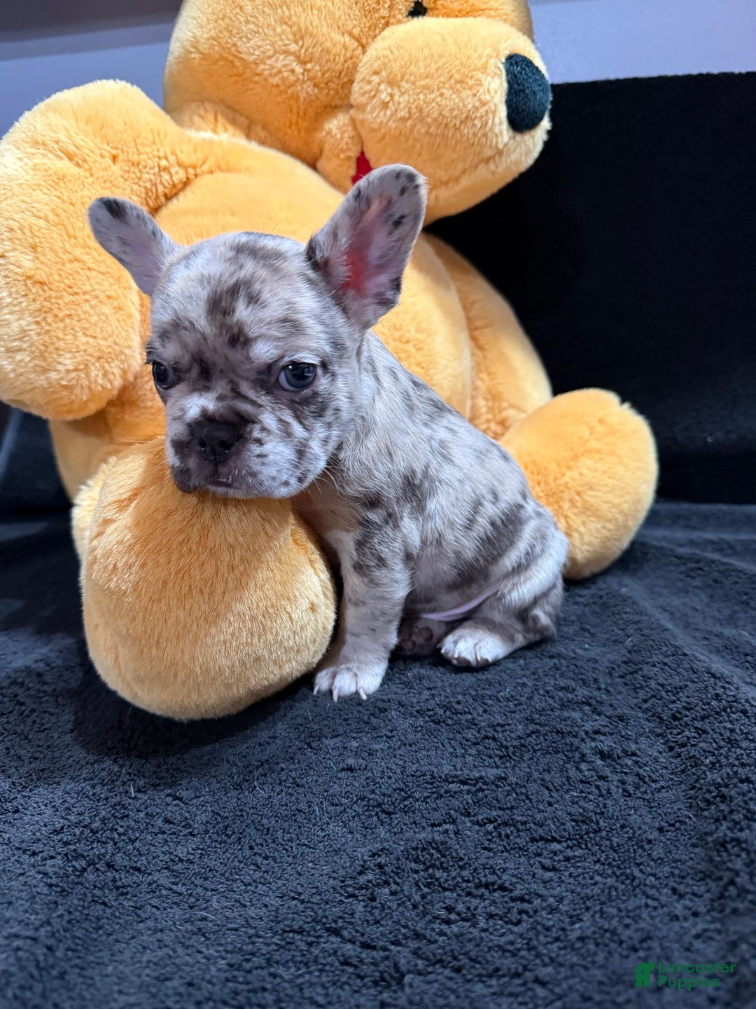 French Bulldog dogs for sale: Calico - Ad 7