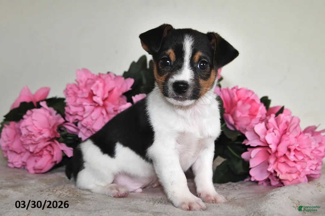 Jack Russell Terrier dogs for sale: Bouncer - Ad 1