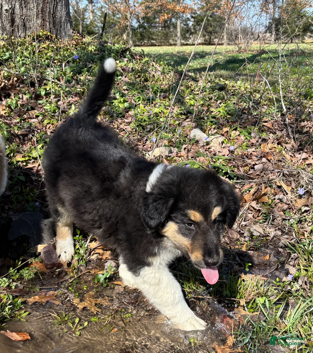 Scotch Collie dogs for sale: Scotch Collie Puppy 1 - Ad 1
