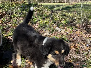 Scotch Collie dogs Scotch Collie Puppy 1 - Ad 1