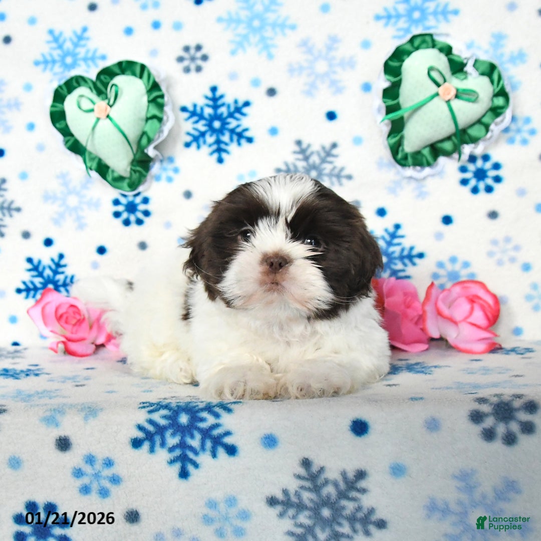 Shih Tzu dogs for sale: Lucky - Ad 4