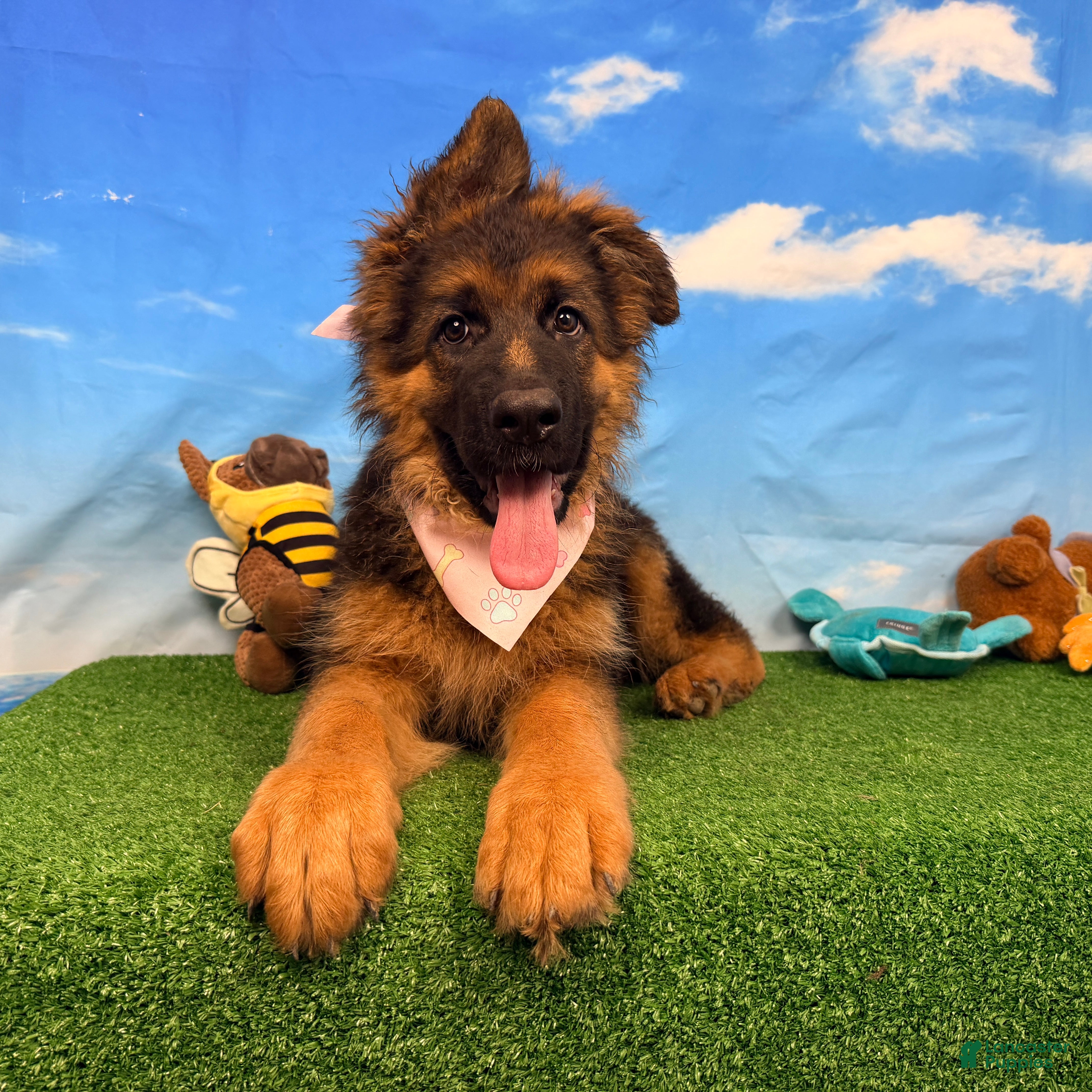 German Shepherd dogs Orchid - Ad 2