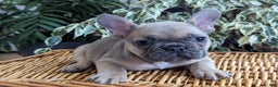 French Bulldog dogs for sale: Sparkle - Ad 3