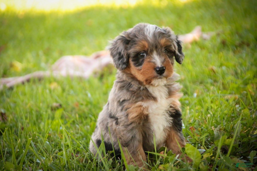 Mini Bernedoodle dogs Colt F1 Mini Bernedoodle  - Ad 2