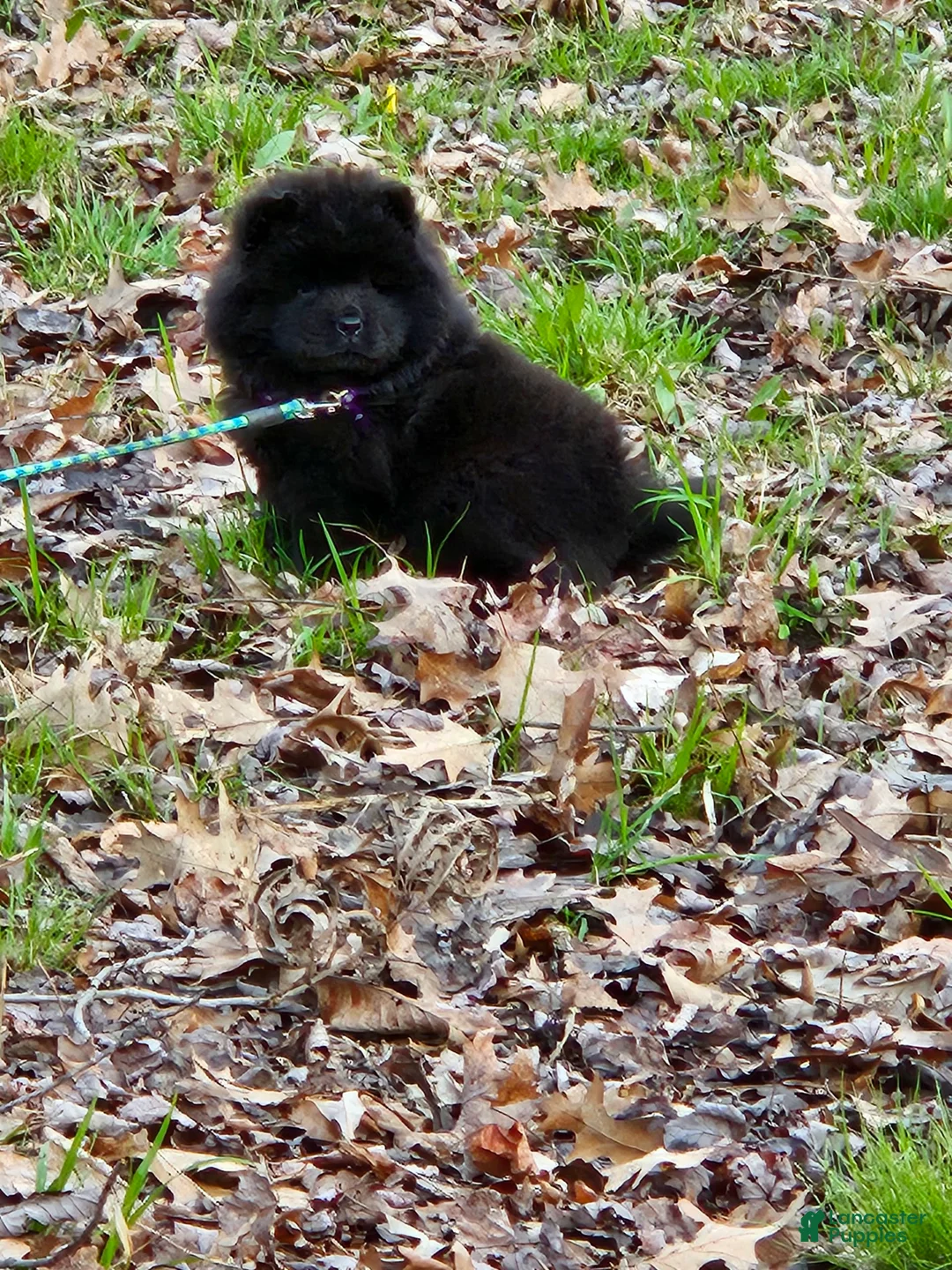 Gallery Image {{count}}