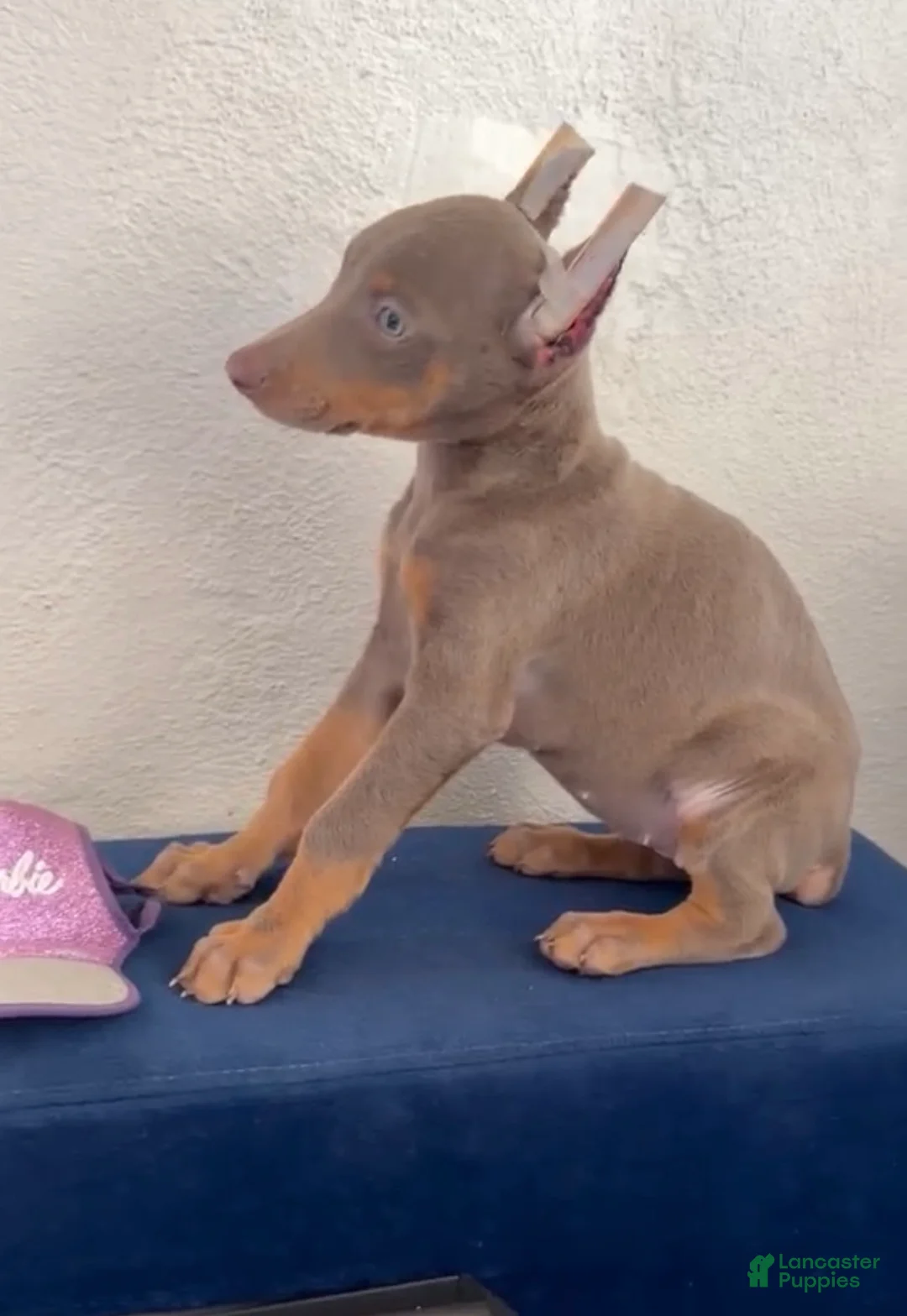 Doberman Pinscher dogs for sale: Doberman Pinscher Puppy 3 - Ad 1