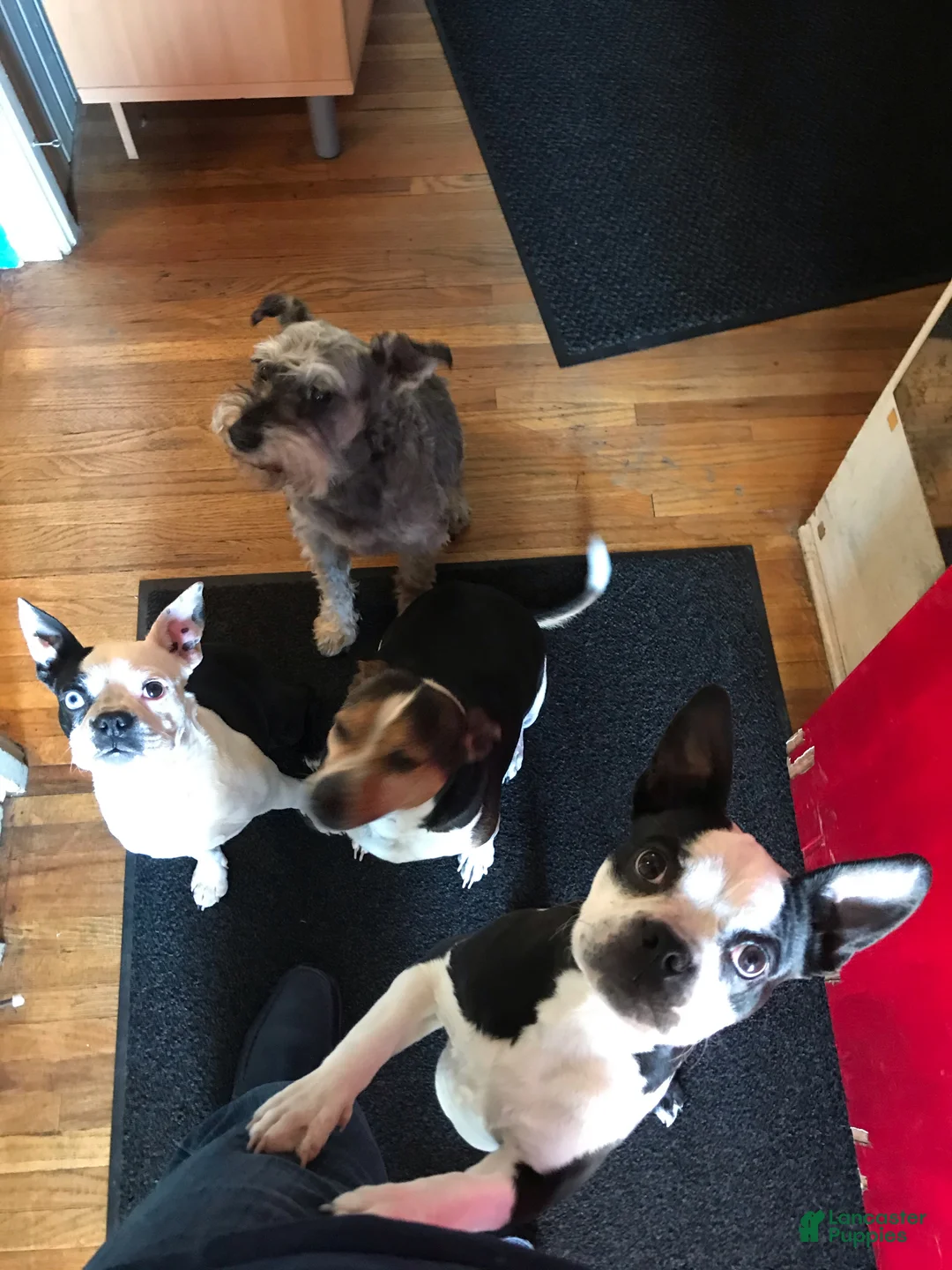 Gallery Image {{count}}