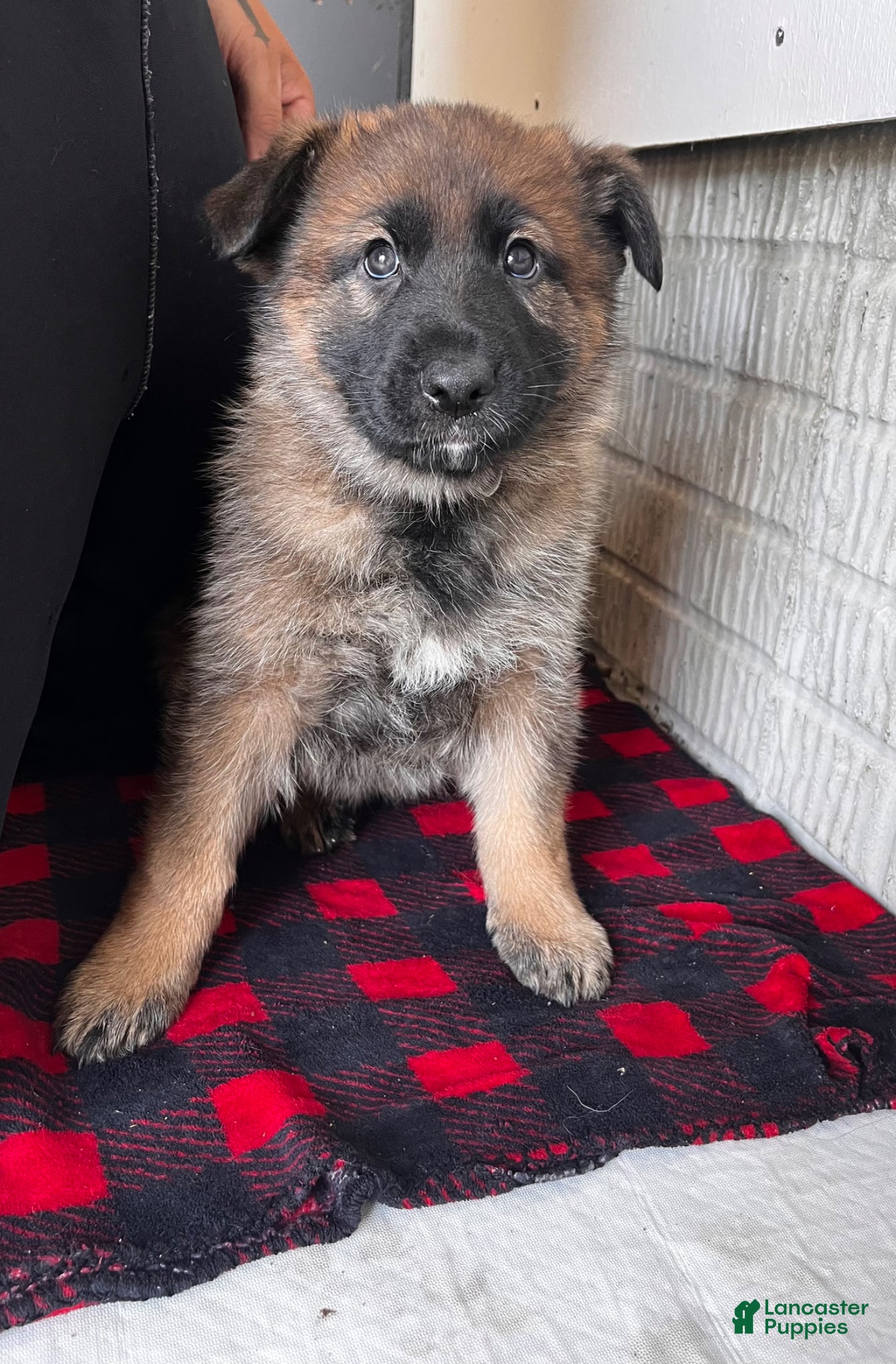 German Shepherd dogs for sale: Grey - Ad 3