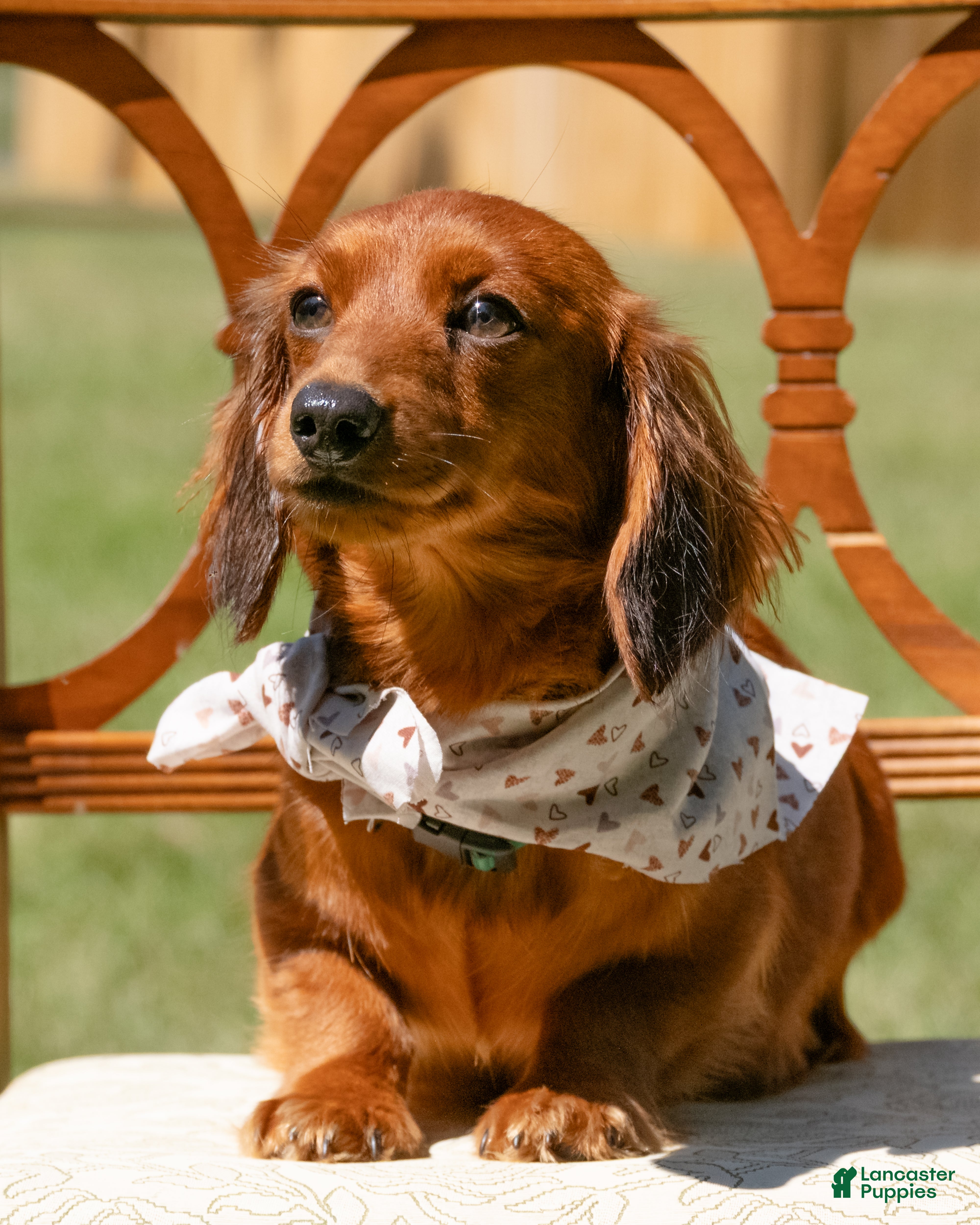 Miniature Dachshund dogs Indy  - Ad 2