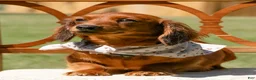 Miniature Dachshund dogs for sale: Indy  - Ad 2