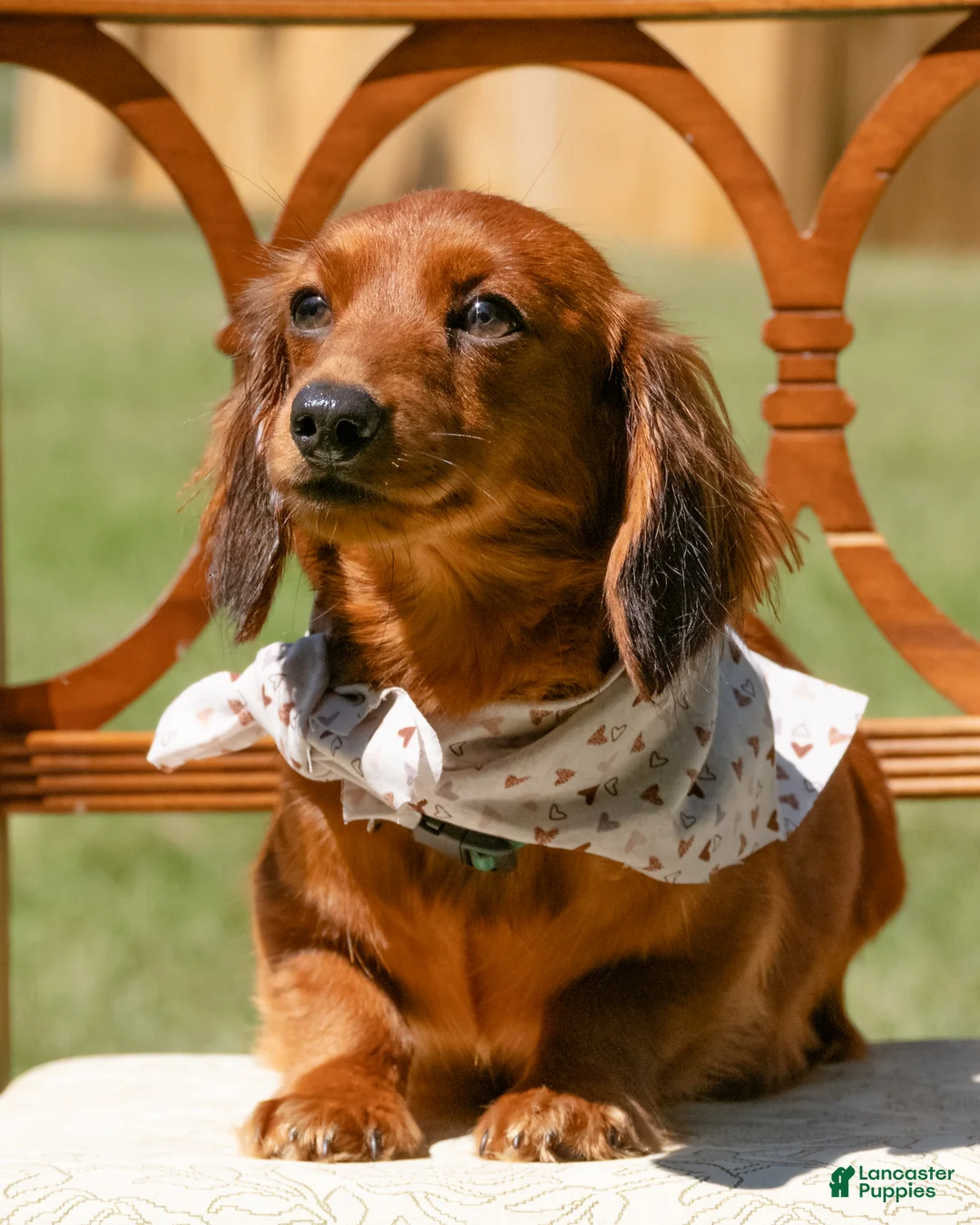 Miniature Dachshund dogs for sale: Indy  - Ad 2