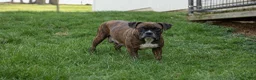 Boxer dogs for sale: Sarge  - Ad 25
