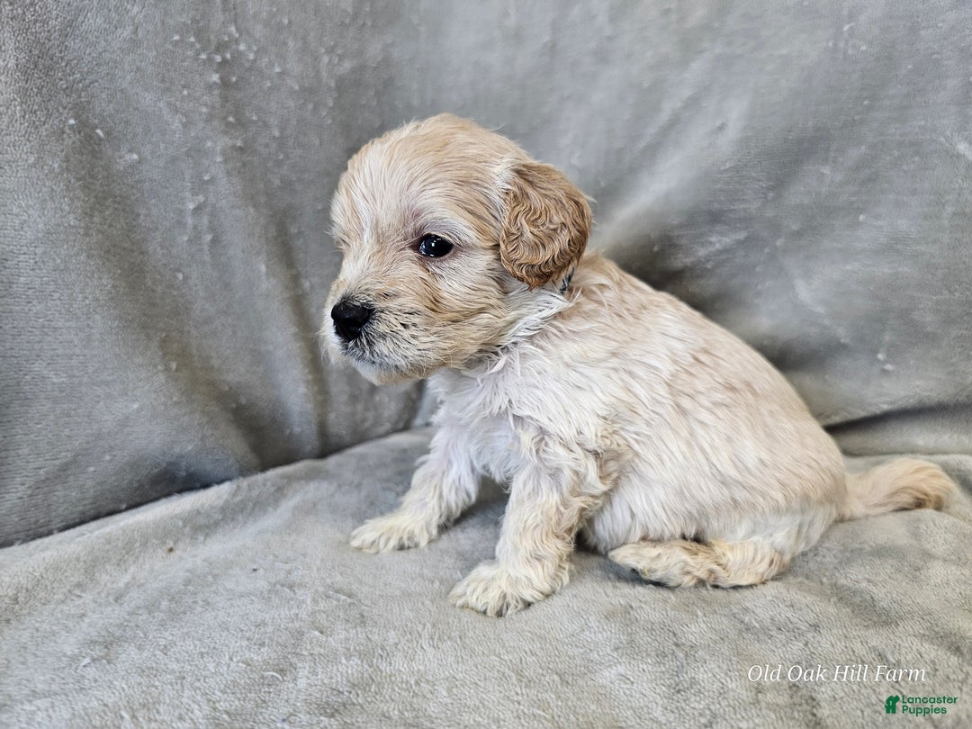 Cavapoo dogs for sale: Alfredo - Ad 10