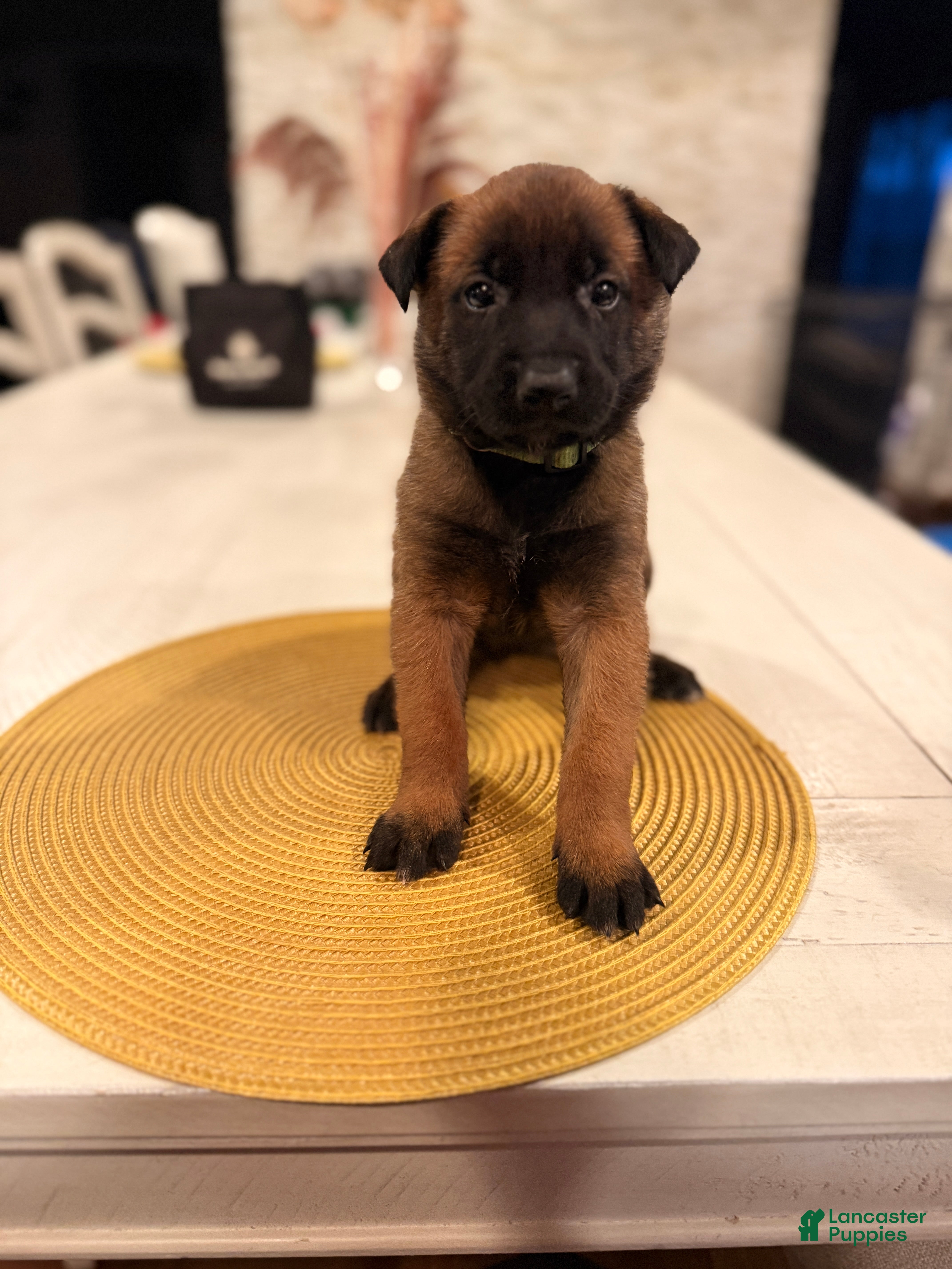 Belgian Malinois dogs Mia Wallace - Ad 1
