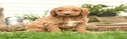 Goldendoodle dogs for sale: Rover - Ad 1