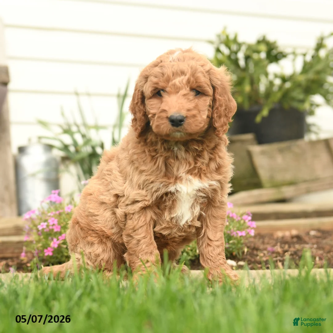 Goldendoodle dogs for sale: Rover - Ad 1