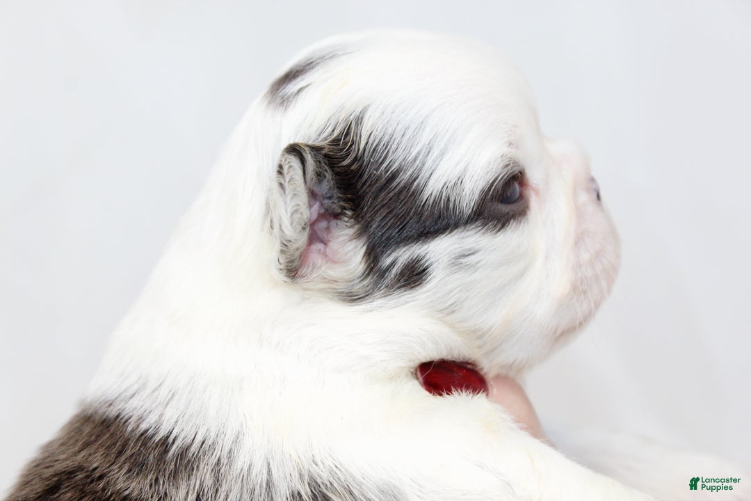 French Bulldog dogs for sale: Kelani-Full Fluffy Panda Husky with Testable - Ad 6