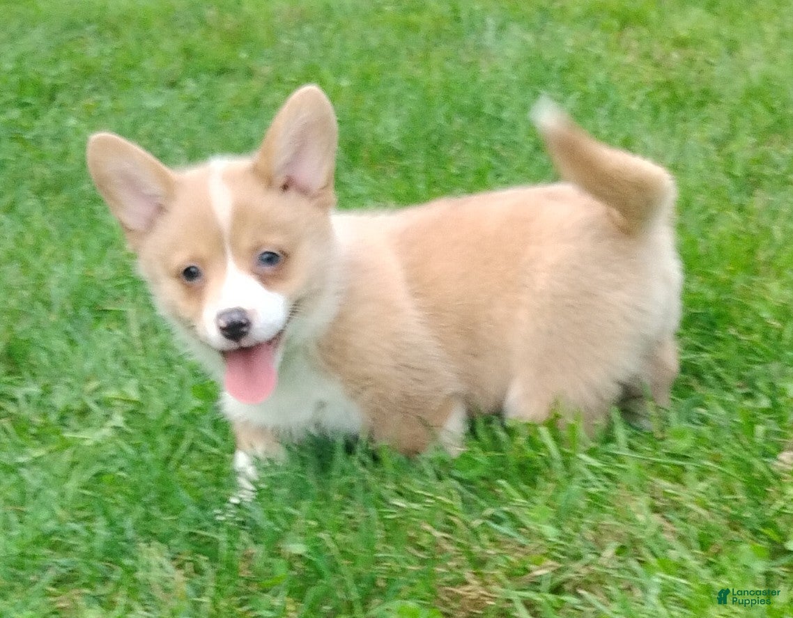 Welsh Corgi Pembroke dogs Penny - Ad 2