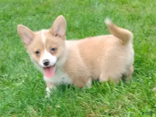 Welsh Corgi Pembroke dogs Penny - Ad 2