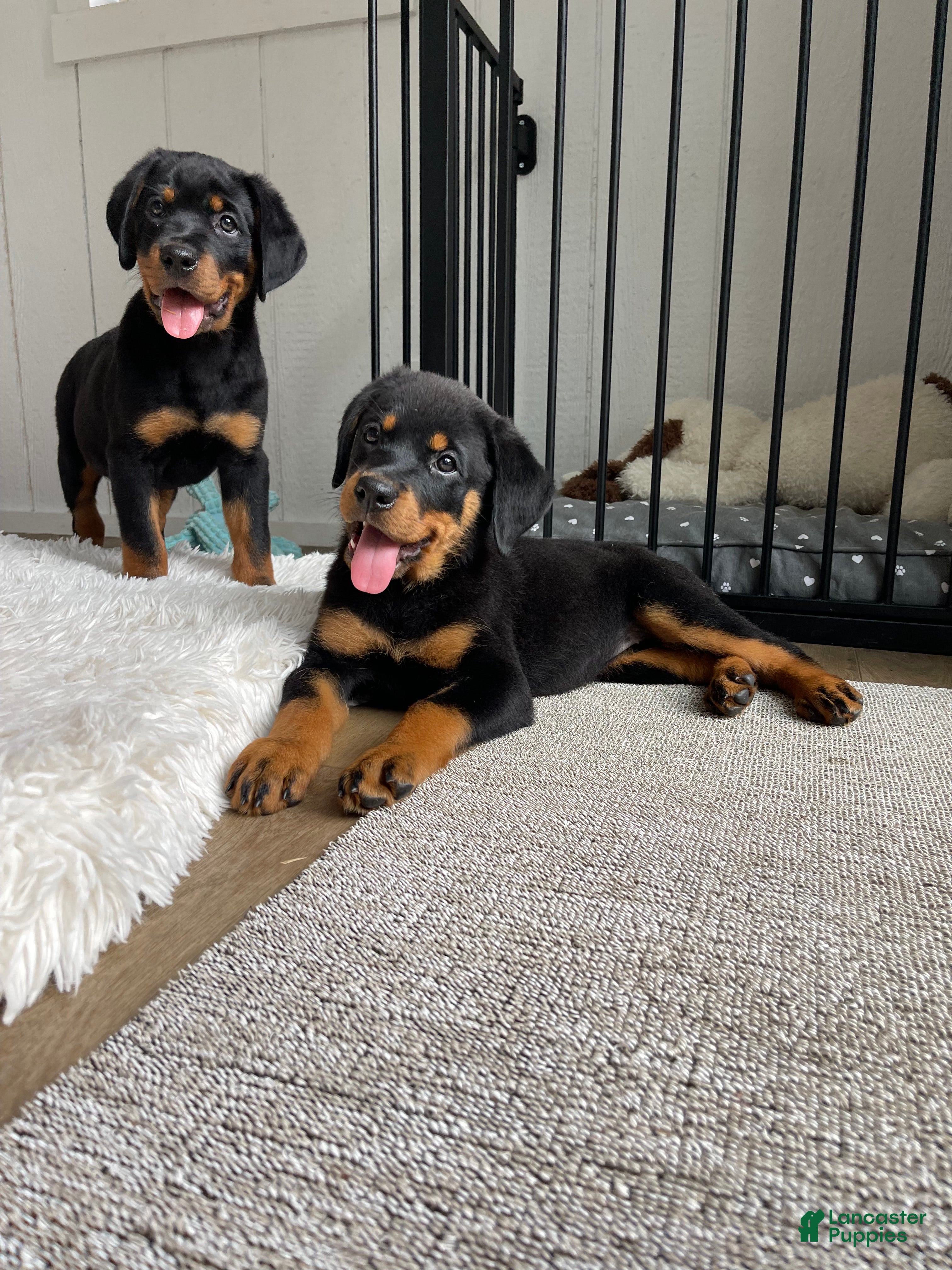 Rottweiler dogs Diesel - Ad 2