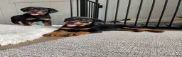 Rottweiler dogs for sale: Diesel - Ad 2