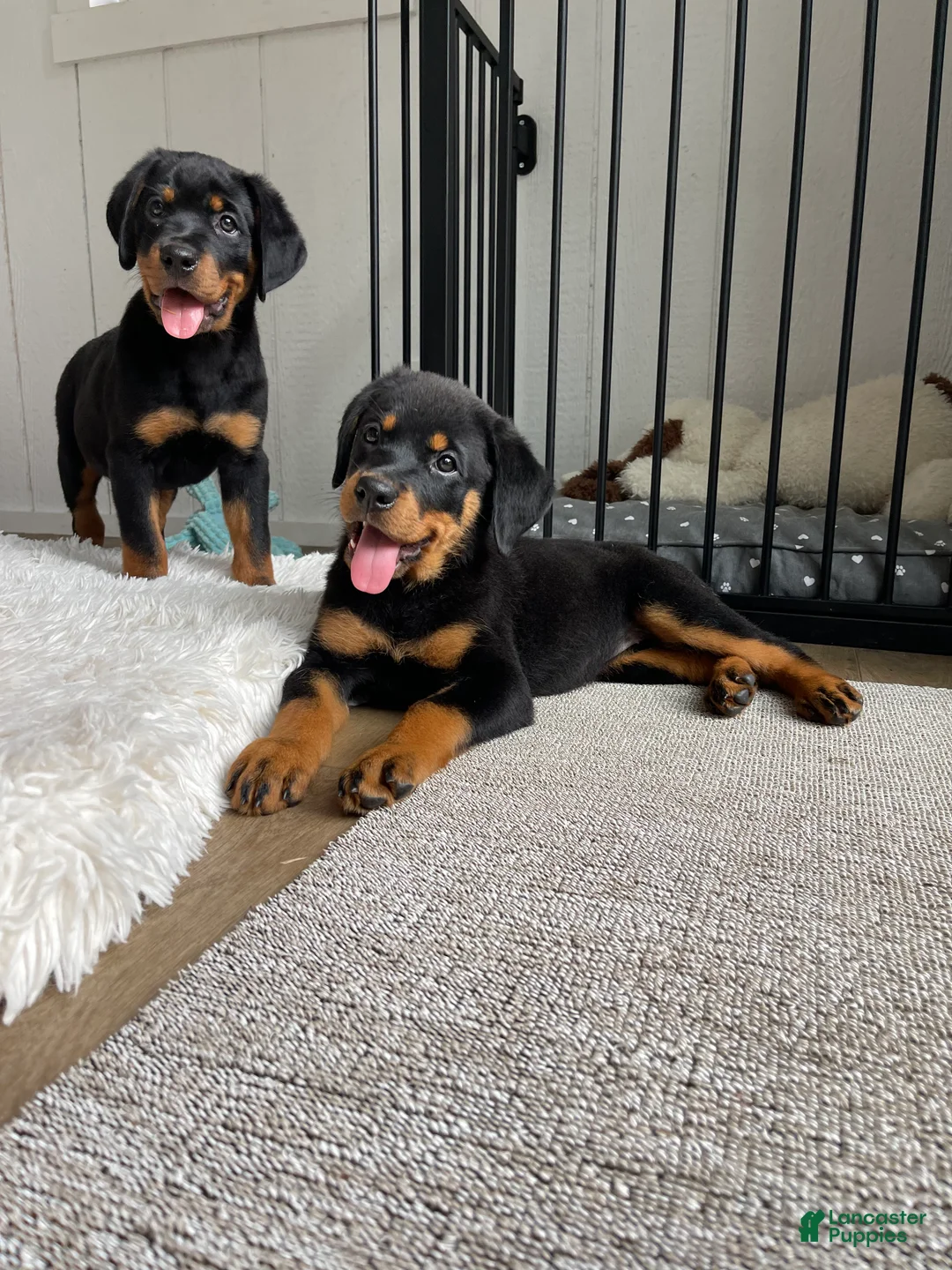 Rottweiler dogs for sale: Diesel - Ad 2