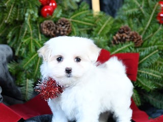 Maltese dogs Holly - Ad 35