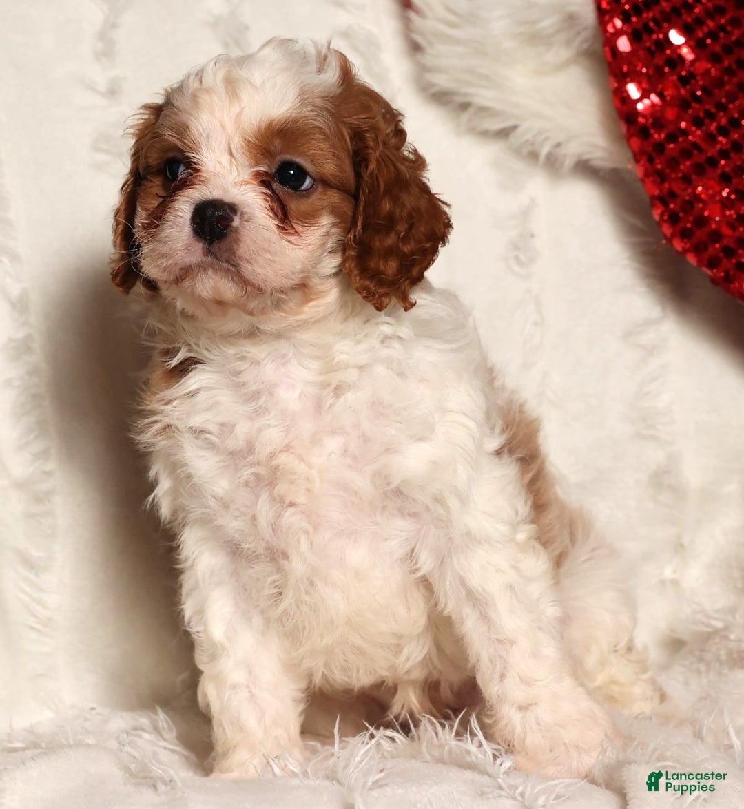 Cavapoo dogs for sale: Charles - Ad 5